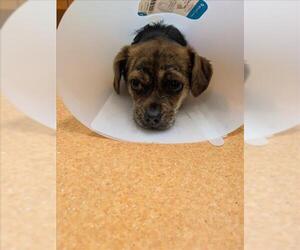 Chihuahua Dogs for adoption in Martinez, CA, USA