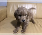 Small Photo #11 Goldendoodle (Miniature) Puppy For Sale in RALEIGH, NC, USA