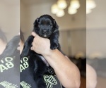 Small Photo #33 Australian Shepherd Puppy For Sale in DEVINE, TX, USA
