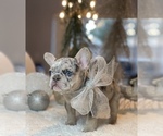 Puppy 2 French Bulldog