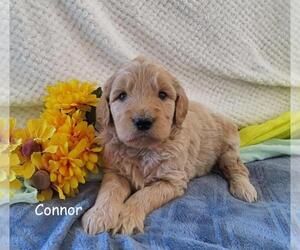 Goldendoodle Puppy for sale in GREENBANK, PA, USA