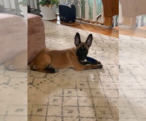 Belgian Malinois Puppy for sale in BROWNSBURG, IN, USA