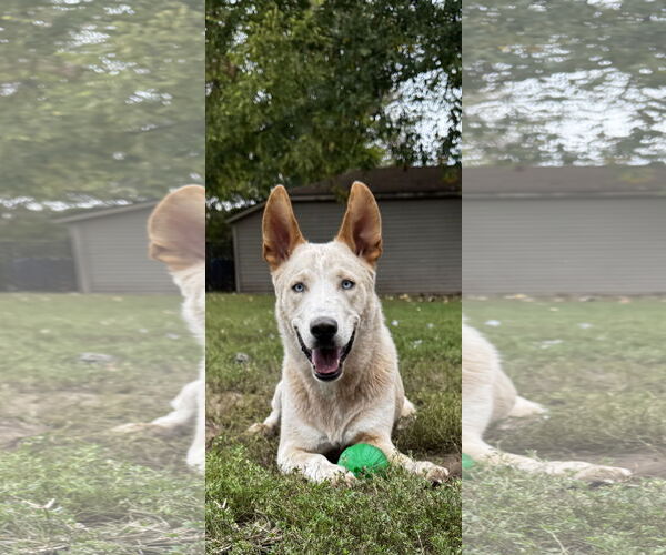 Medium Photo #2 Mutt Puppy For Sale in Kankakee, IL, USA