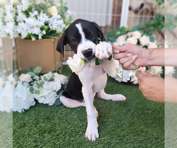 Medium Photo #17 Great Pyrenees Puppy For Sale in Spring, TX, USA