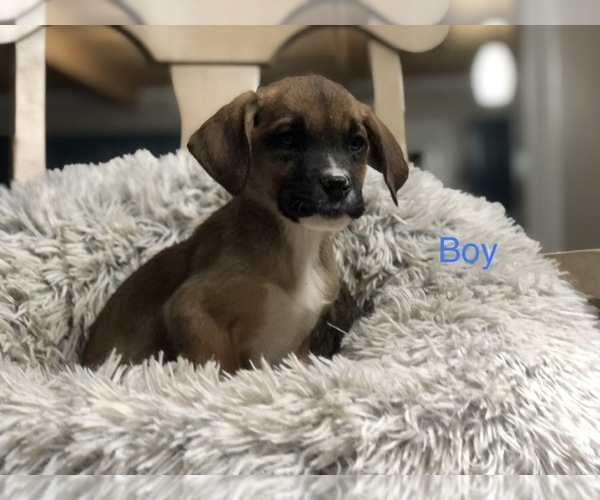 Medium Photo #4 Boxador Puppy For Sale in CONVERSE, IN, USA
