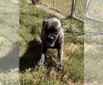 Small #1 Pug Mix