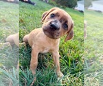 Small Golden Dox