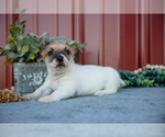 Small Photo #18 Jack Russell Terrier Puppy For Sale in ETNA GREEN, IN, USA