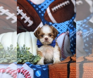 Shih Tzu Puppy for sale in OXFORD, PA, USA