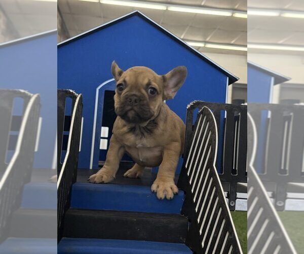 Medium Photo #1 French Bulldog Puppy For Sale in INDIANAPOLIS, IN, USA