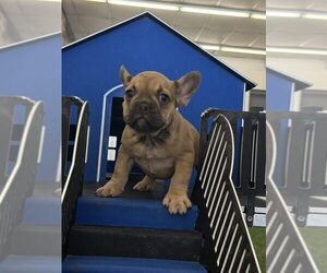 French Bulldog Puppy for sale in INDIANAPOLIS, IN, USA