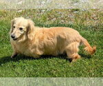 Small #3 Dachshund