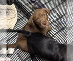 Small #1 Labrador Retriever Mix