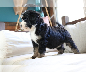 Bernedoodle Puppy for sale in BREMEN, GA, USA