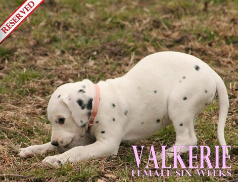 Medium Photo #55 Dalmatian Puppy For Sale in ENID, OK, USA
