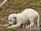 Small Photo #55 Dalmatian Puppy For Sale in ENID, OK, USA
