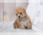 Small Photo #4 Morkie-Unknown Mix Puppy For Sale in FULLERTON, CA, USA