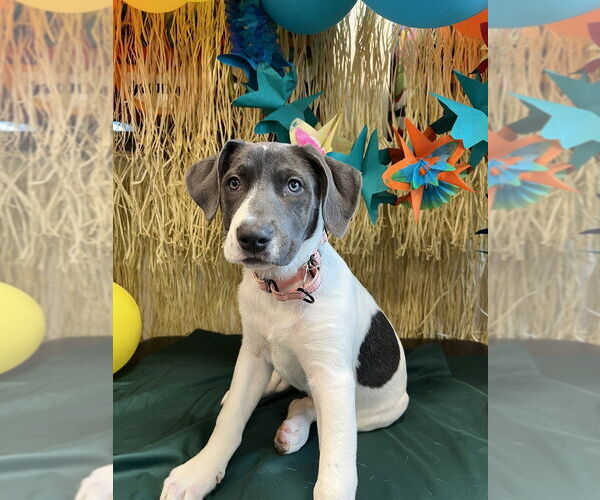 Medium Photo #2 Pointer-Unknown Mix Puppy For Sale in Boston, MA, USA