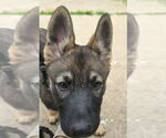 Small #2 German Shepherd Dog-Norwegian Elkhound Mix