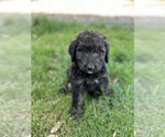 Small Photo #2 Bernedoodle Puppy For Sale in GILBERT, AZ, USA