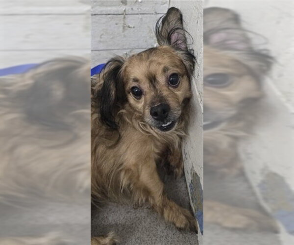 Medium Photo #1 Chihuahua-Unknown Mix Puppy For Sale in San Bernardino, CA, USA