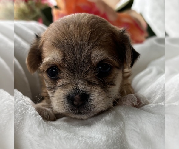 Medium Photo #9 Morkie Puppy For Sale in ROCK STREAM, NY, USA