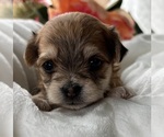 Small #8 Morkie