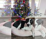 Small Photo #7 American Pit Bull Terrier-Great Dane Mix Puppy For Sale in Oakhurst, NJ, USA