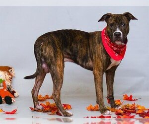 Mutt Dogs for adoption in Sanford, FL, USA