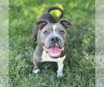 Small American Pit Bull Terrier