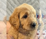 Small #16 Goldendoodle