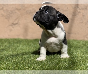 French Bulldog Puppy for sale in SOUTH GATE, CA, USA