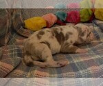 Small Photo #41 Great Dane Puppy For Sale in SPRAGGS, PA, USA