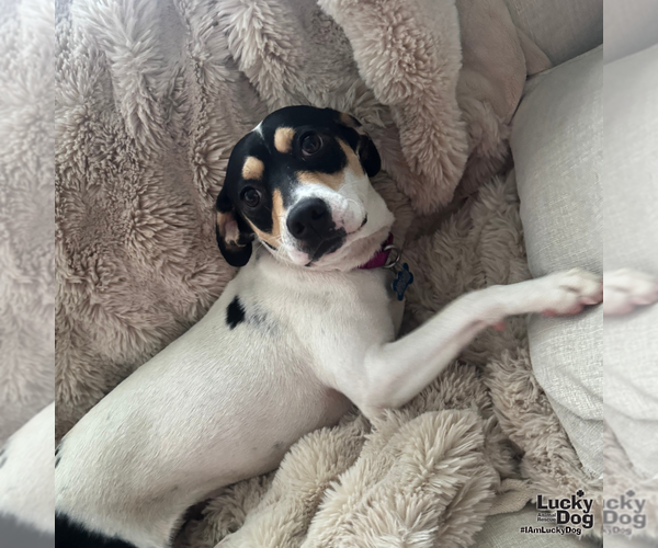 Medium Photo #4 Beagle-Unknown Mix Puppy For Sale in Washington, DC, USA