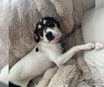 Small #3 Beagle Mix