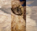 Small Photo #9 Shih Tzu Puppy For Sale in KIRKSVILLE, MO, USA