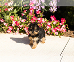 Small #2 Yorkshire Terrier
