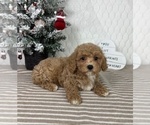 Small Cavapoo (Miniature)