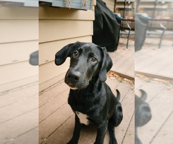 Medium Photo #7 Labrador Retriever-Unknown Mix Puppy For Sale in Fort Collins, CO, USA