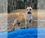 Small #1 Black Mouth Cur-Boxer Mix