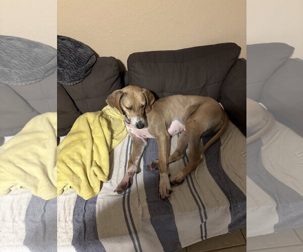 Medium Photo #2 Black Mouth Cur-Weimaraner Mix Puppy For Sale in The Woodlands, TX, USA