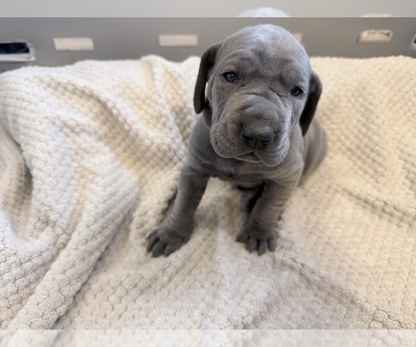 Medium Photo #31 Great Dane Puppy For Sale in OLATHE, CO, USA