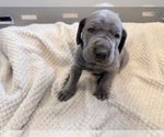 Small Photo #3 Great Dane Puppy For Sale in OLATHE, CO, USA