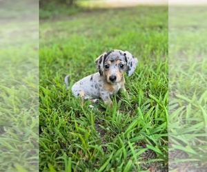 Dachshund Puppy for sale in LEXINGTON, TN, USA