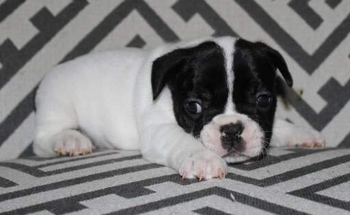 Medium Photo #6 French Bulldog Puppy For Sale in COUNTRY LAKES, FL, USA