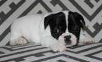 Small Photo #6 French Bulldog Puppy For Sale in COUNTRY LAKES, FL, USA