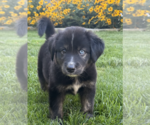 Small #2 Siberian Husky Mix