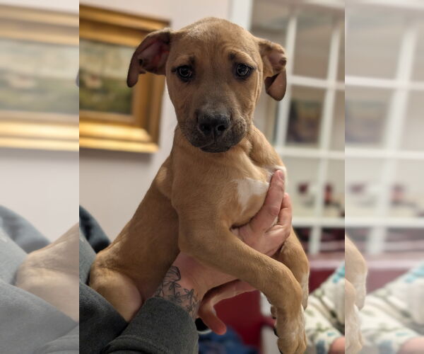 Medium Photo #2 Mutt Puppy For Sale in Holly Springs, NC, USA