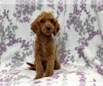 Small Photo #6 Cavapoo Puppy For Sale in LAKELAND, FL, USA
