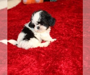 Shih Tzu Puppy for sale in THAYER, KS, USA